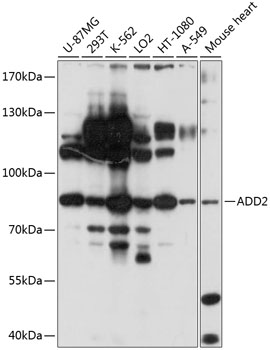 Western blot analysis of extracts of various cell lines using ADD2 Polyclonal Antibody at 1:1000 dilution.