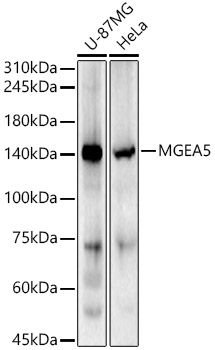 Western blot analysis of various lysates using MGEA5 Polyclonal Antibody at 1:500 dilution.
