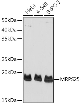 Western blot analysis of extracts of various cell lines using MRPS25 Polyclonal Antibody at1:1000 dilution.