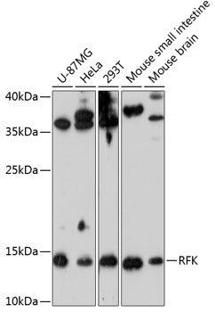 Western blot analysis of extracts of various cell lines using RFK Polyclonal Antibody at 1:3000 dilution.