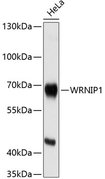 Western blot analysis of extracts of HeLa cells using WRNIP1 Polyclonal Antibody at 1:1000 dilution.