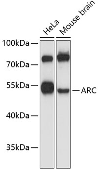 Western blot analysis of extracts of various cell lines using ARC Polyclonal Antibody at 1:3000 dilution.