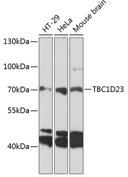 Western blot analysis of extracts of various cell lines using TBC1D23 Polyclonal Antibody at 1:3000 dilution.