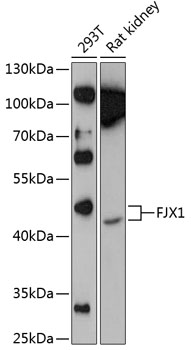 Western blot analysis of extracts of various cell lines using FJX1 Polyclonal Antibody at 1:1000 dilution.