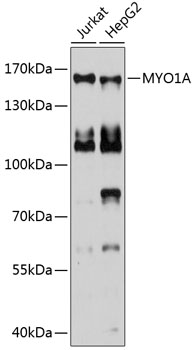 Western blot analysis of extracts of various cell lines using MYO1A Polyclonal Antibody at 1:1000 dilution.