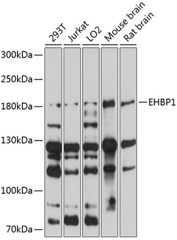 Western blot analysis of extracts of various cell lines using EHBP1 Polyclonal Antibody at 1:1000 dilution.