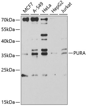 Western blot analysis of extracts of various cell lines using PURA Polyclonal Antibody at 1:3000 dilution.