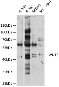 Western blot analysis of extracts of various cell lines using WNT3 Polyclonal Antibody at 1:1000 dilution.