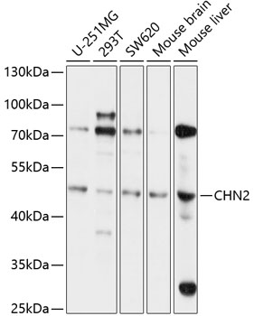 Western blot analysis of extracts of various cell lines using CHN2 Polyclonal Antibody at 1:1000 dilution.