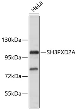 Western blot analysis of extracts of HeLa cells using SH3PXD2A Polyclonal Antibody