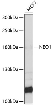 Western blot analysis of extracts of MCF-7 cells using NEO1 Polyclonal Antibody at 1:1000 dilution.