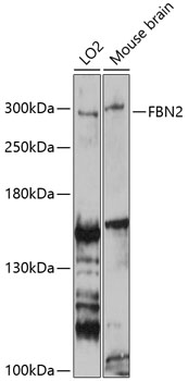 Western blot analysis of extracts of various cell lines using FBN2 Polyclonal Antibody at 1:3000 dilution.