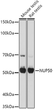 Western blot analysis of extracts of various cell lines using NUP50 Polyclonal Antibody at 1:1000 dilution.