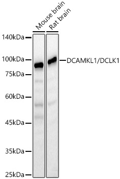 Western blot analysis of various lysates using DCAMKL1/DCLK1 Polyclonal Antibody at 1:500 dilution.