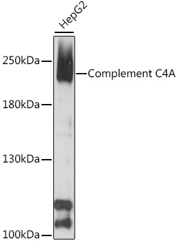 Western blot analysis of extracts of HepG2 cells using Complement C4A Polyclonal Antibody at 1:1000 dilution.