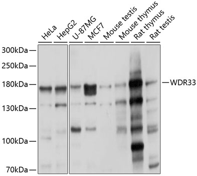 Western blot analysis of extracts of various cell lines using WDR33 Polyclonal Antibody at 1:1000 dilution.