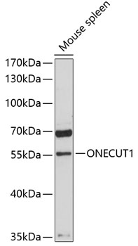 Western blot analysis of extracts of mouse spleen using ONECUT1 Polyclonal Antibody at 1:3000 dilution.