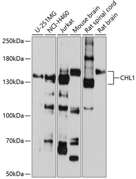 Western blot analysis of extracts of various cell lines using CHL1 Polyclonal Antibody at 1:1000 dilution.