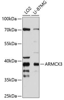 Western blot analysis of extracts of various cell lines using ARMCX3 Polyclonal Antibody at 1:2000 dilution.