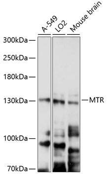 Western blot analysis of extracts of various cell lines using MTR Polyclonal Antibody at 1:3000 dilution.