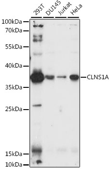 Western blot analysis of extracts of various cell lines using CLNS1A Polyclonal Antibody at 1:1000 dilution.