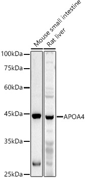 Western blot analysis of extracts of various cell lines using APOA4 Polyclonal Antibody at 1:1000 dilution.