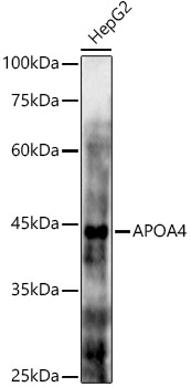 Western blot analysis of extracts of HepG2 cells using APOA4 Polyclonal Antibody at 1:1000 dilution.