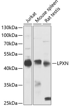 Western blot analysis of extracts of various cell lines using LPXN Polyclonal Antibody at 1:1000 dilution.