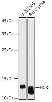 Western blot analysis of extracts of various cell lines using HCRT Polyclonal Antibody at 1:500 dilution.