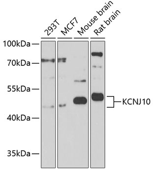 Western blot analysis of extracts of various cell lines using KCNJ10 Polyclonal Antibody at 1:1000 dilution.