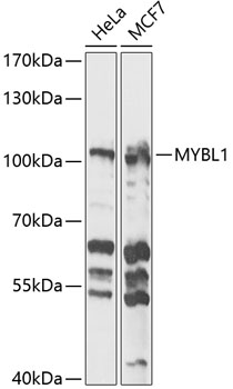 Western blot analysis of extracts of various cell lines using MYBL1 Polyclonal Antibody at 1:1000 dilution.