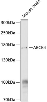 Western blot analysis of extracts of mouse brain using ABCB4 Polyclonal Antibody at 1:1000 dilution.