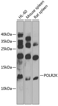 Western blot analysis of extracts of various cell lines using POLR2K Polyclonal Antibody at 1:1000 dilution.