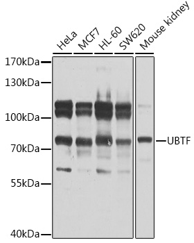 Western blot analysis of extracts of various cell lines using UBTF Polyclonal Antibody at 1:1000 dilution.