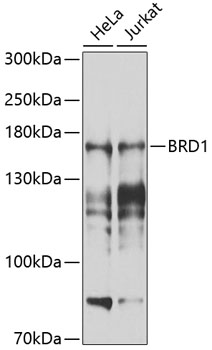 Western blot analysis of extracts of various cell lines using BRD1 Polyclonal Antibody at 1:1000 dilution.