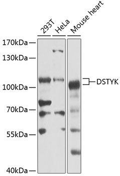 Western blot analysis of extracts of various cell lines using DSTYK Polyclonal Antibody at 1:1000 dilution.