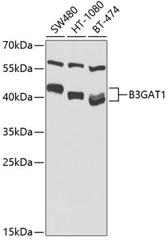 Western blot analysis of extracts of various cell lines using B3GAT1 Polyclonal Antibody at 1:1000 dilution.