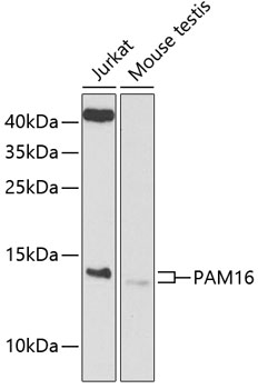 Western blot analysis of extracts of various cell lines using PAM16 Polyclonal Antibody at 1:1000 dilution.