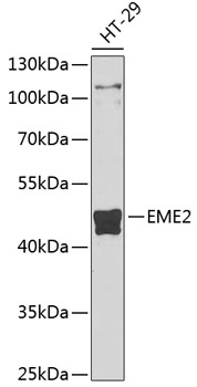 Western blot analysis of extracts of HT-29 cells using EME2 Polyclonal Antibody at 1:1000 dilution.