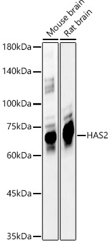 Western blot analysis of various lysates using HAS2 Polyclonal Antibody at 1:500 dilution.