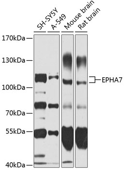 Western blot analysis of extracts of various cell lines using EPHA7 Polyclonal Antibody at 1:1000 dilution.