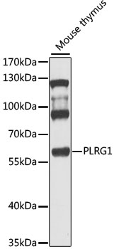 Western blot analysis of extracts of mouse thymus using PLRG1 Polyclonal Antibody at 1:1000 dilution.