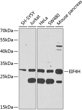 Western blot analysis of extracts of various cell lines using EIF4H Polyclonal Antibody at 1:1000 dilution.