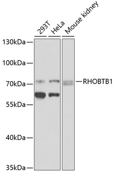 Western blot analysis of extracts of various cell lines using RHOBTB1 Polyclonal Antibody at 1:1000 dilution.