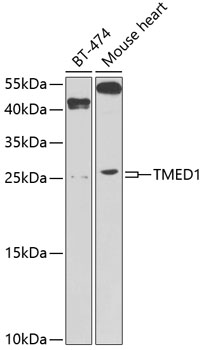 Western blot analysis of extracts of various cell lines using TMED1 Polyclonal Antibody at 1:1000 dilution.