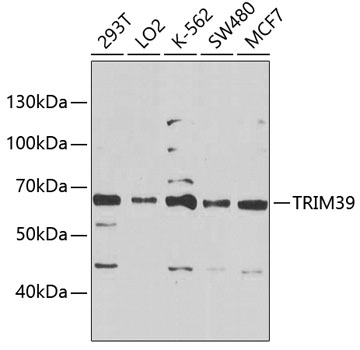 Western blot analysis of extracts of various cell lines using TRIM39 Polyclonal Antibody at 1:1000 dilution.