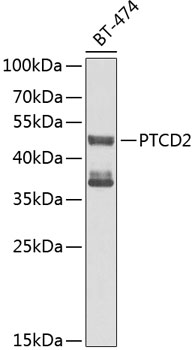 Western blot analysis of extracts of BT474 cells using PTCD2 Polyclonal Antibody at 1:1000 dilution.