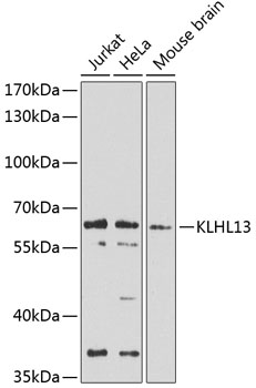 Western blot analysis of extracts of various cell lines using KLHL13 Polyclonal Antibody at 1:1000 dilution.