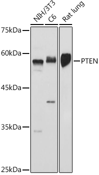 Western blot analysis of extracts of various cell lines using PTEN Polyclonal Antibody at 1:500 dilution.