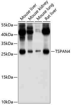 Western blot analysis of extracts of various cell lines using TSPAN4/NAG-2 Polyclonal Antibody at 1:1000 dilution.